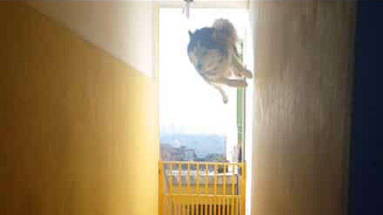Ce chien est un pro du parkour!