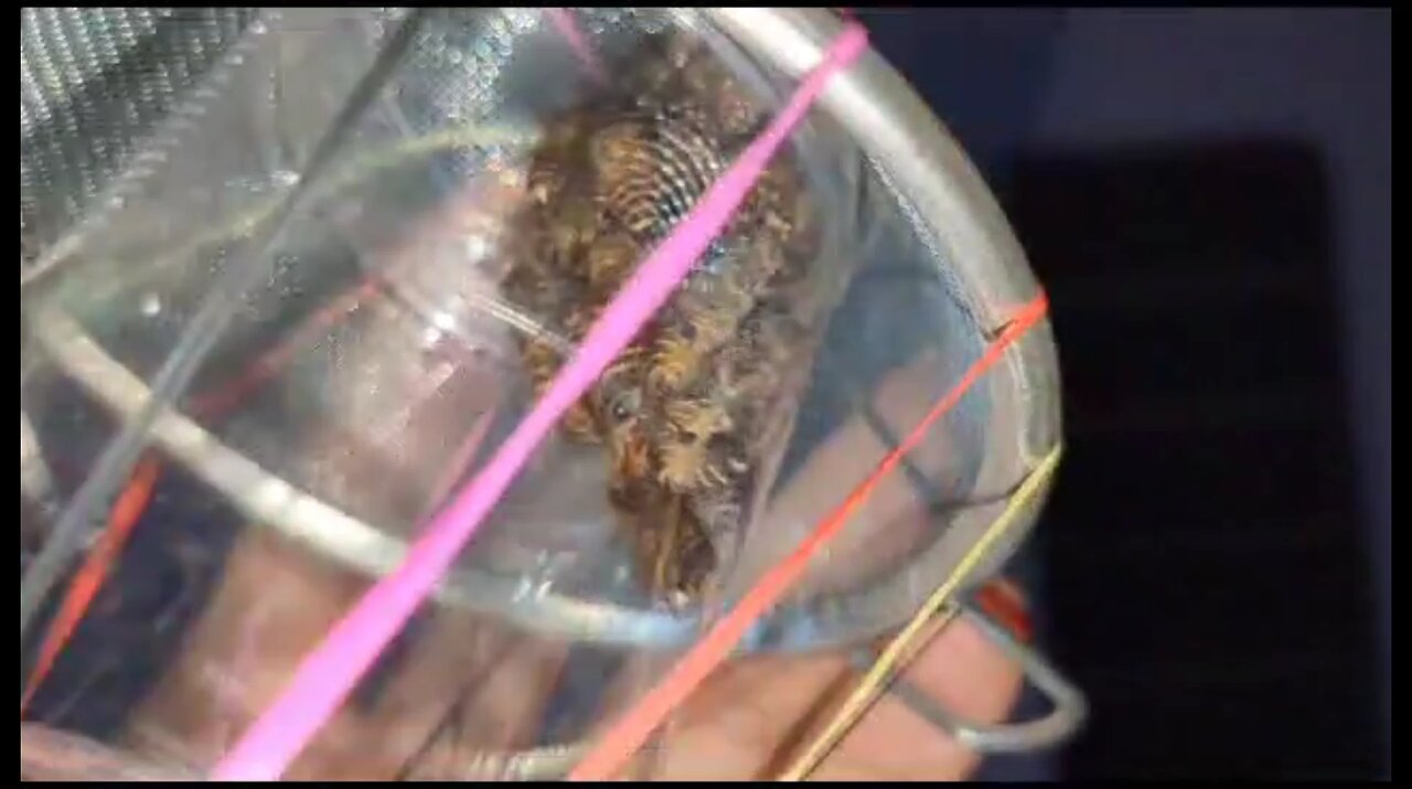 How to start beekeeping | Beekeeping ideas | beekeeping tips | #shorts #shortvideo #trending #viral
