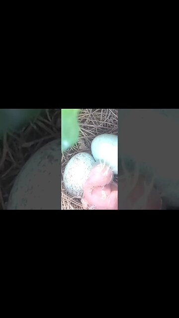 SABIÁ LARANJEIRA FILHOTES NO NINHO