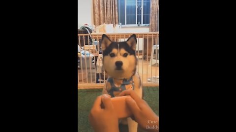 Cute smart puppies video compilation