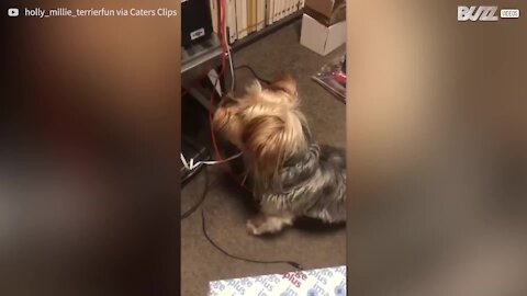 Dog hates owner's printer