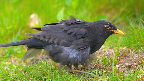 Molty the Blackbird may be Special, but He's a Master Hunter