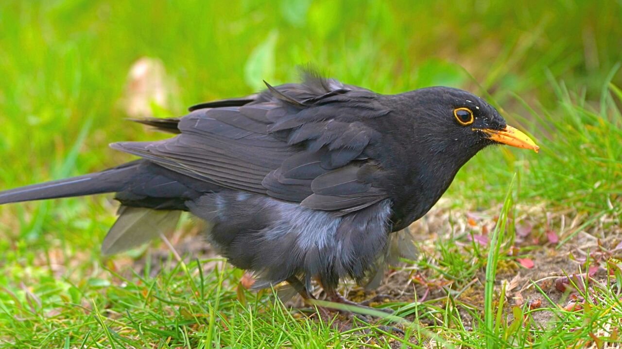 Molty the Blackbird may be Special, but He's a Master Hunter