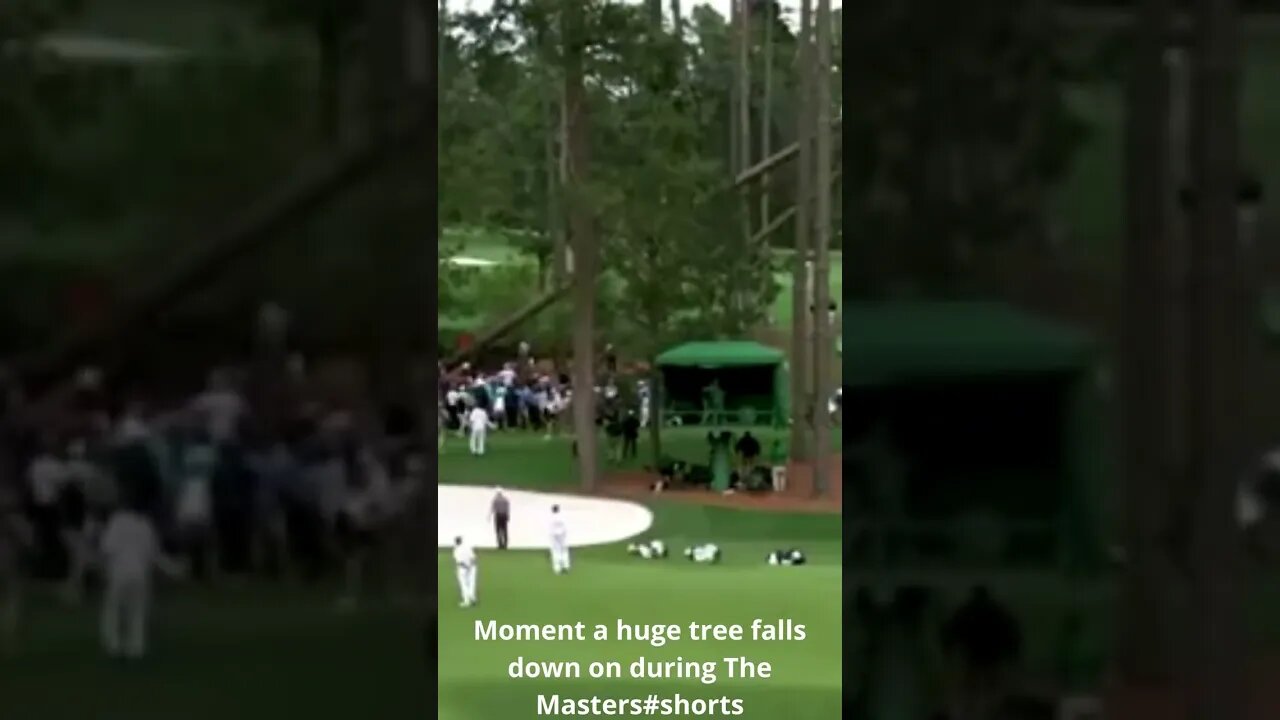 Moment a huge tree falls down on during The Masters#shorts