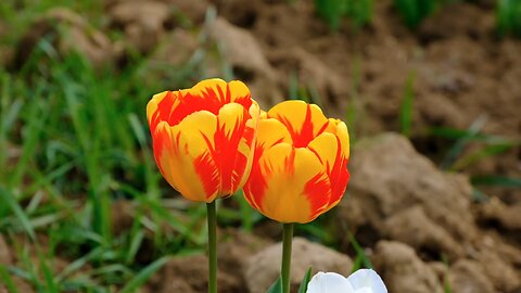 "The World of Tulips: From Garden Favorites to Global Icons"