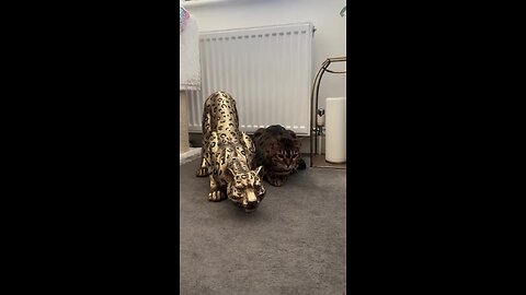 different cat. different. wiggle 🐆