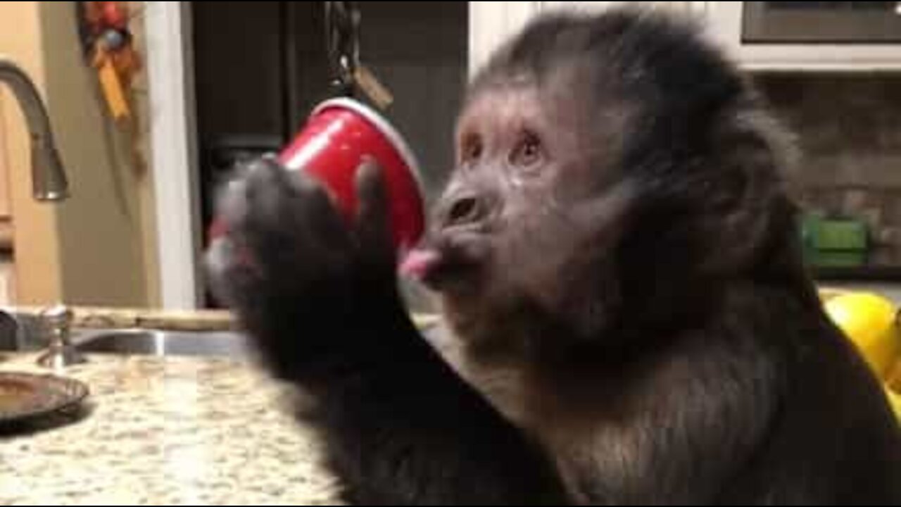 Monkey loves his 7up!