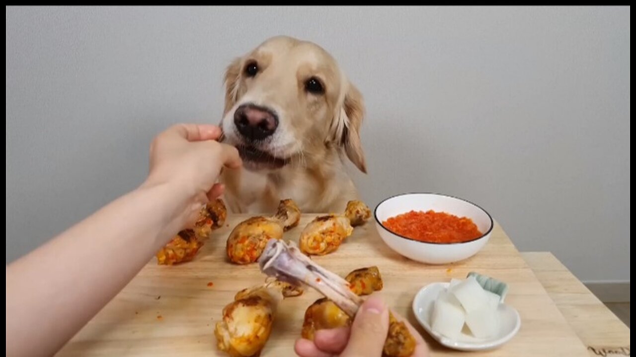 댕댕아~치킨배달왔다 닭다리 뜯자 Dog reviewing chicken ASMR eating show