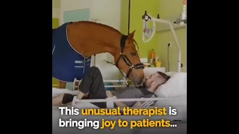 horse that heals