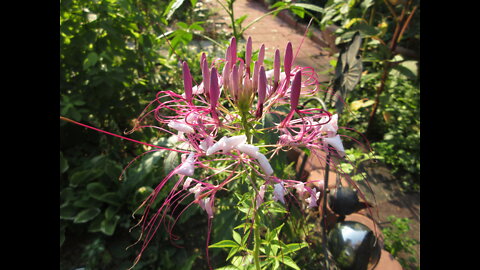 Garden Spider Flower Volantines Preciosos July 25, 2021