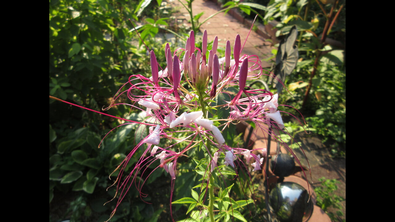 Garden Spider Flower Volantines Preciosos July 25, 2021