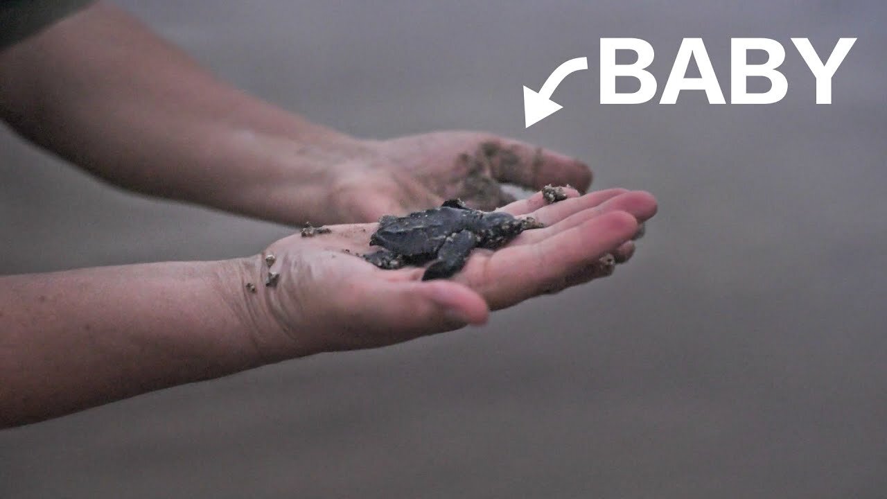 Baby Sea turtles release in Lo de Marcos, Nayarit, México