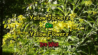 Yellow Jackets On Yellow Flowers