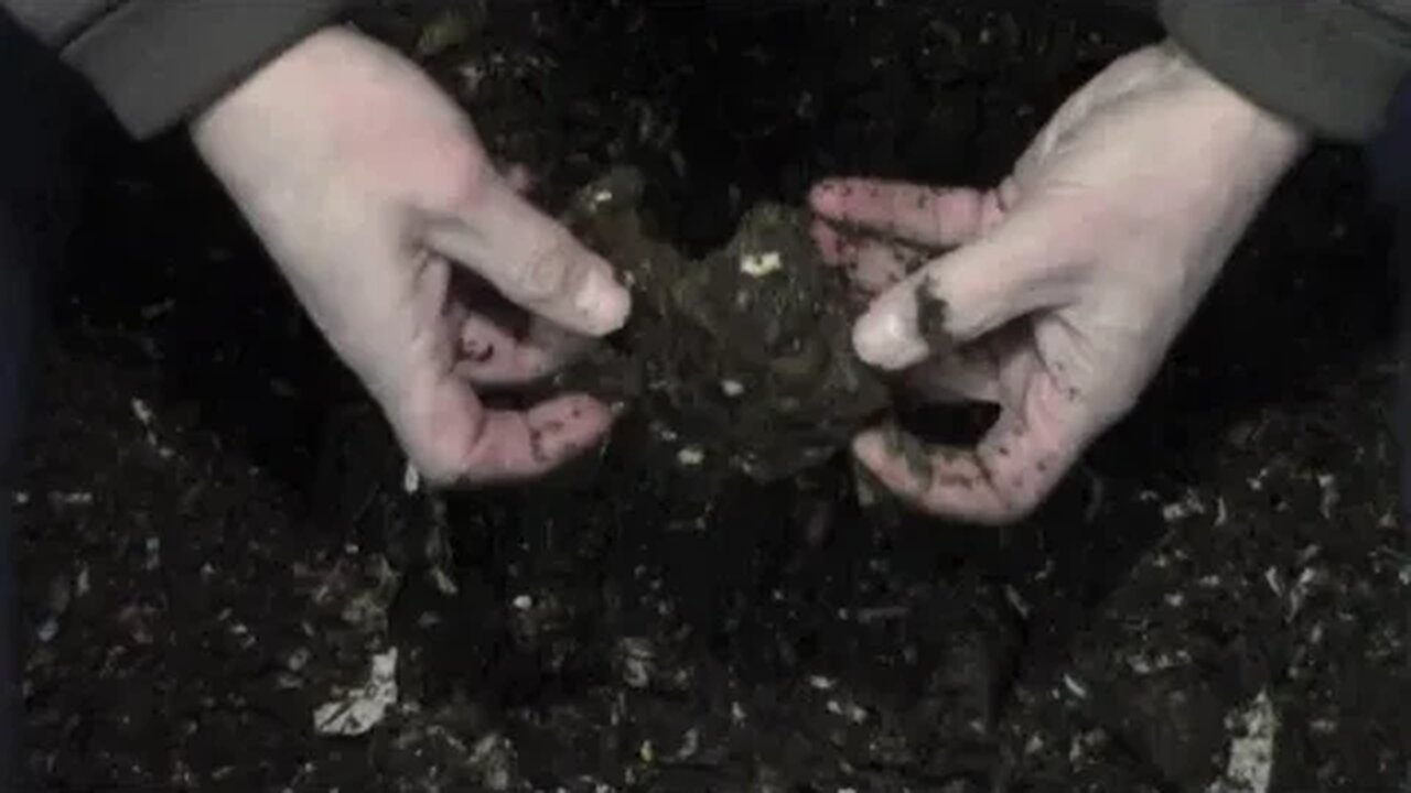 Worm bin experiment, what will the worms be more interested in? Avocado vs Banana.
