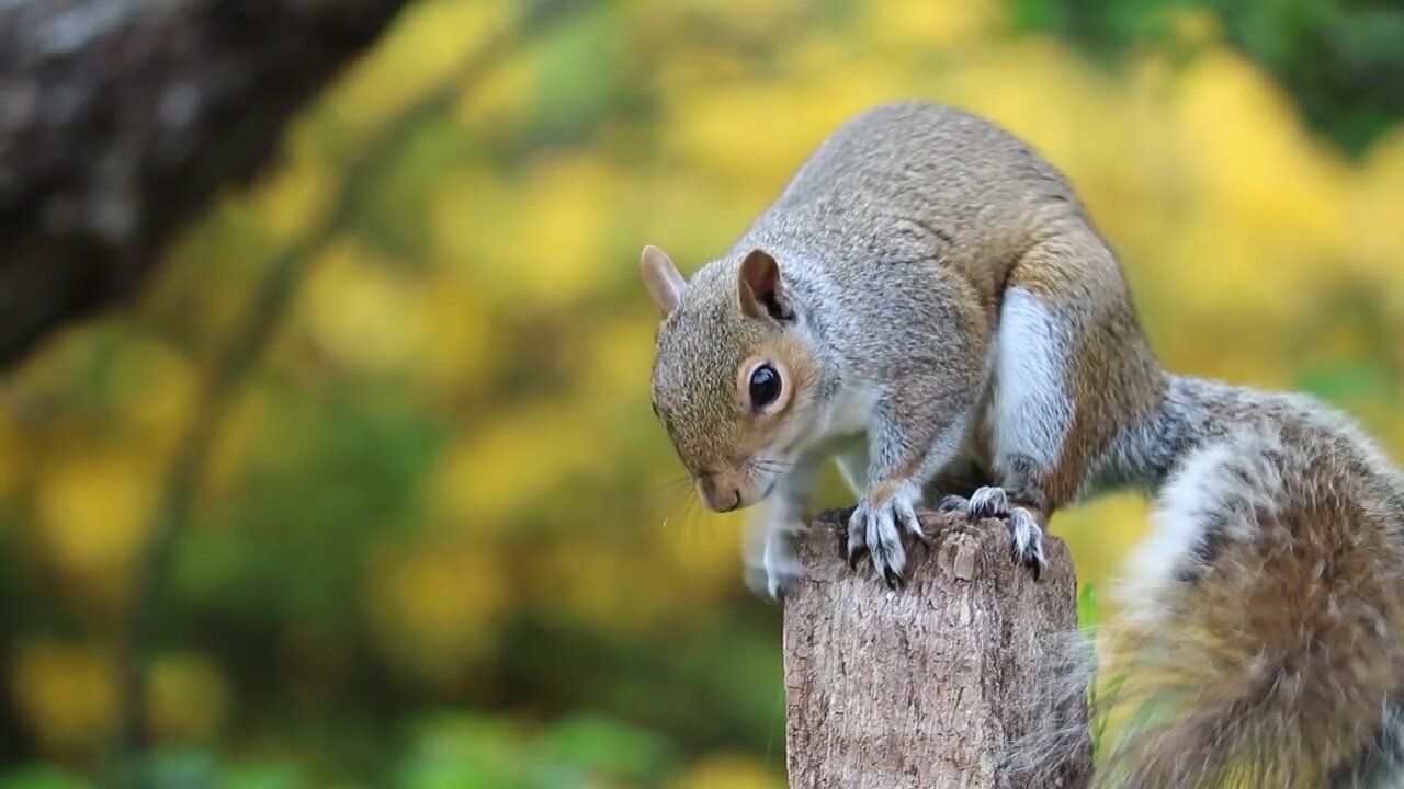 Squirrel on the wood