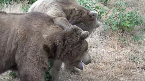 Two brown bears are frolicking3