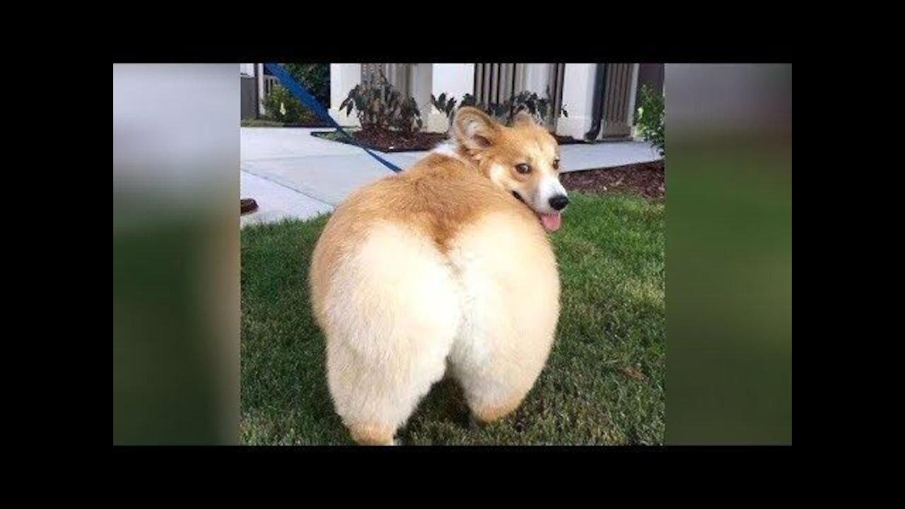 Cute And Funny Pets | 💗Try Not To Laugh To These Pets Compilation💗