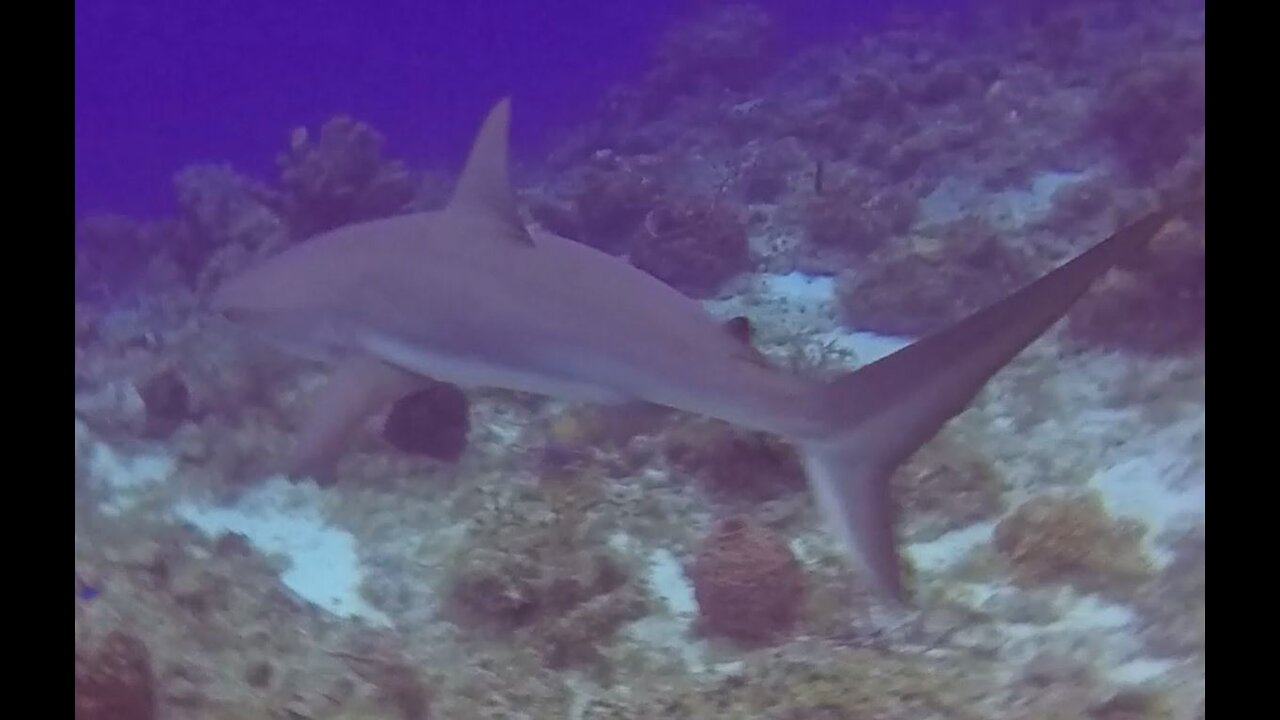 Dive at Turks & Caicos - Dec. 12, 2020