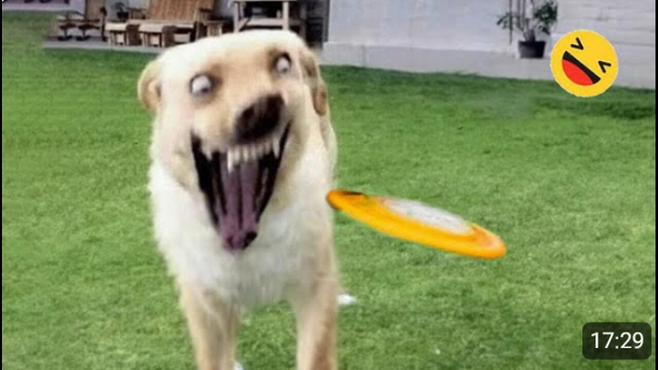 Funny AND cute Dog and cat πππΊπ