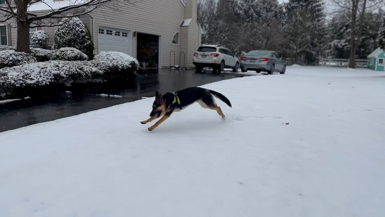 German shepherd snow time wipe out