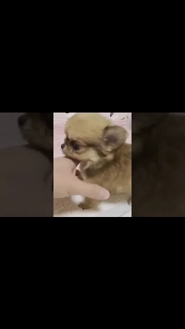 Chihuahua Funny Animals Funny Dogs Cute Puppies