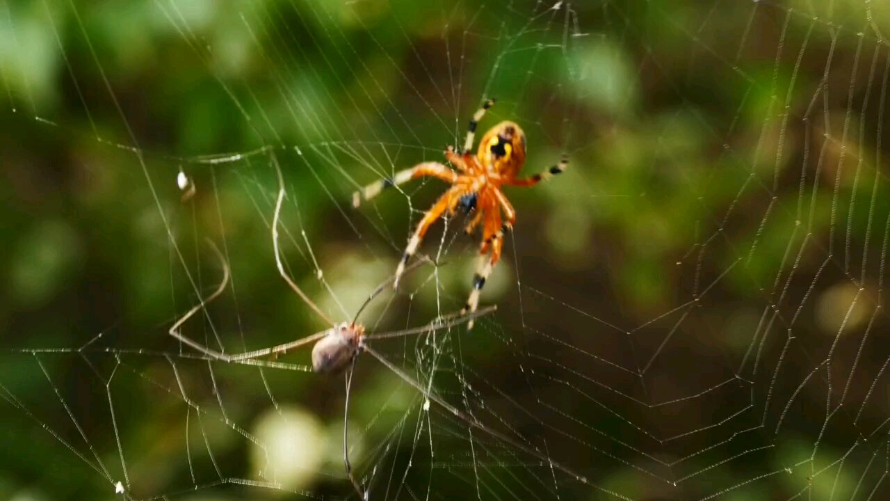 Watch now | Spider and how it is formed