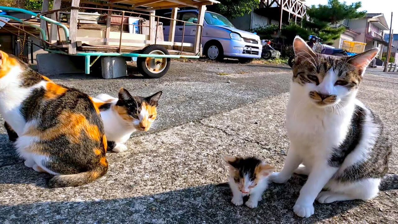 I saw a small kitten on the cat island, so when I was shooting, other cats also gathered