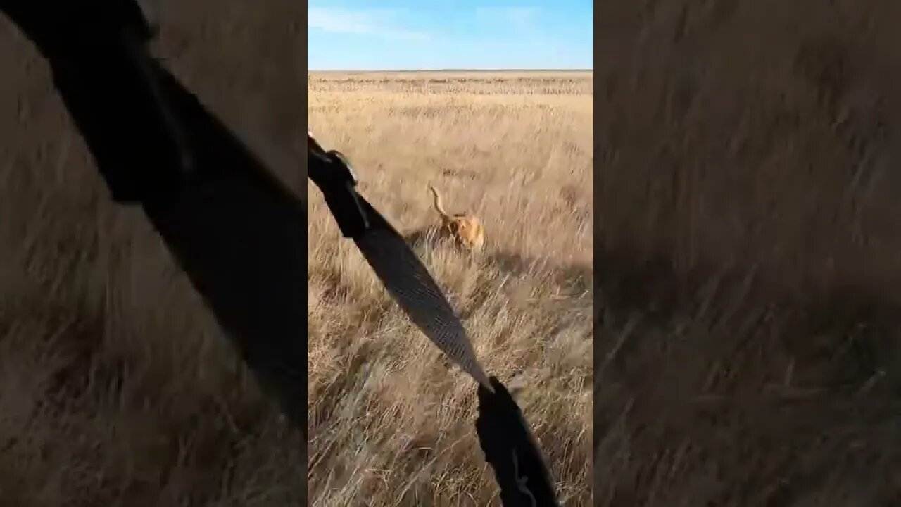 Watch a Bird Dog Work! My favorite part of the hunts! subscribe to the channel! #pheasanthunting