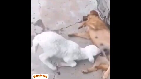 The goat forcefully tells the dog to drink your milk🤣🤣 Amazing video