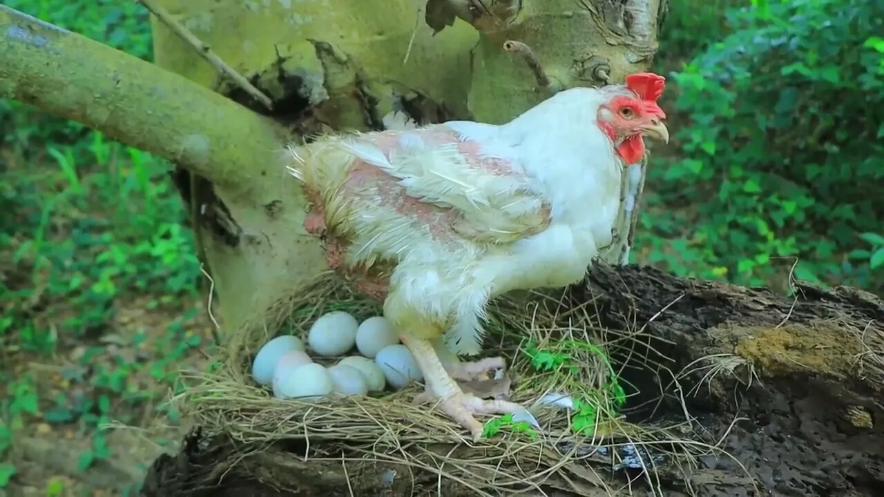 Take egg using banana tree and catch chicken | cook egg in tomatoes for -Eating delicious-7