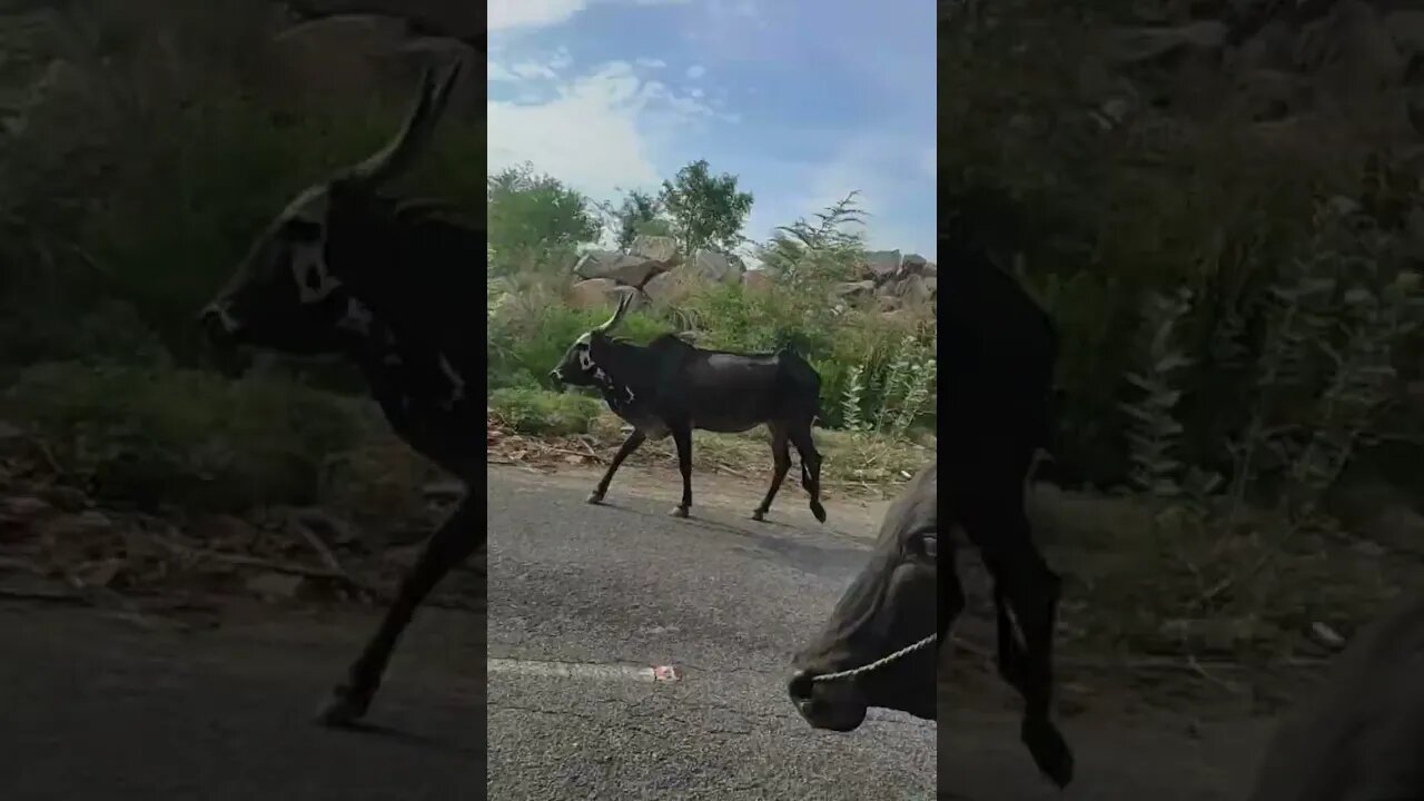 Tranquil evening in this peaceful moment, we witness a gentle procession of cows,#shorts,#cows.