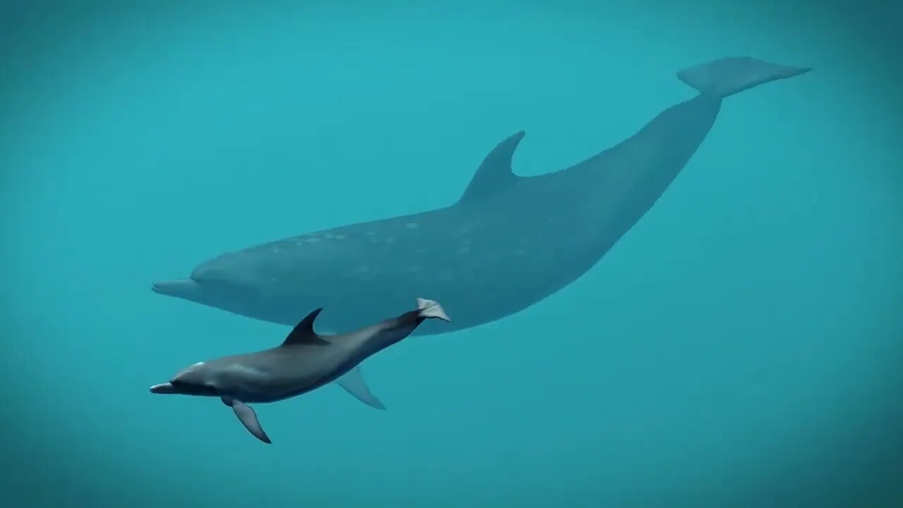 A whale is the largest mammal in the world