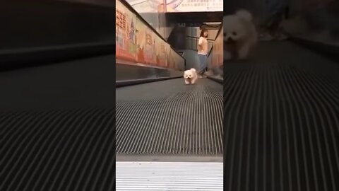 WHY.ARE.YOU.SO.CUTE??? #Puppy #Dogs #Shorts #Puppyvideo #Shortvideo #dog #doglover #cutedog #puppylo
