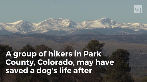 Hikers Save Adorable Dog Trapped For Nearly 10 Days At Bottom Of Old Mine Shaft