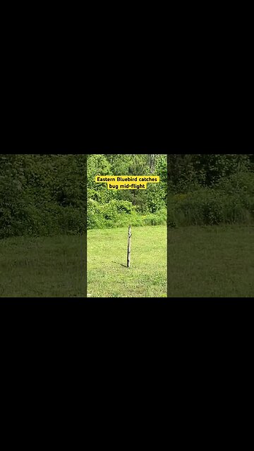 Eastern Bluebird Catches a Bug Mid-Flight