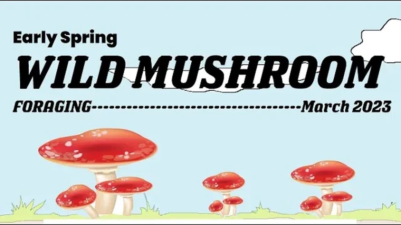 Early spring Wild Mushroom Foraging -March 2023