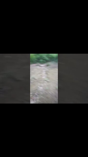 A Couple of Muscovy Girls 20th March 2023