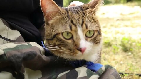 Cat in Boots Goes with Me on a Picnic