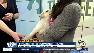 Pet of the Week: Fifi