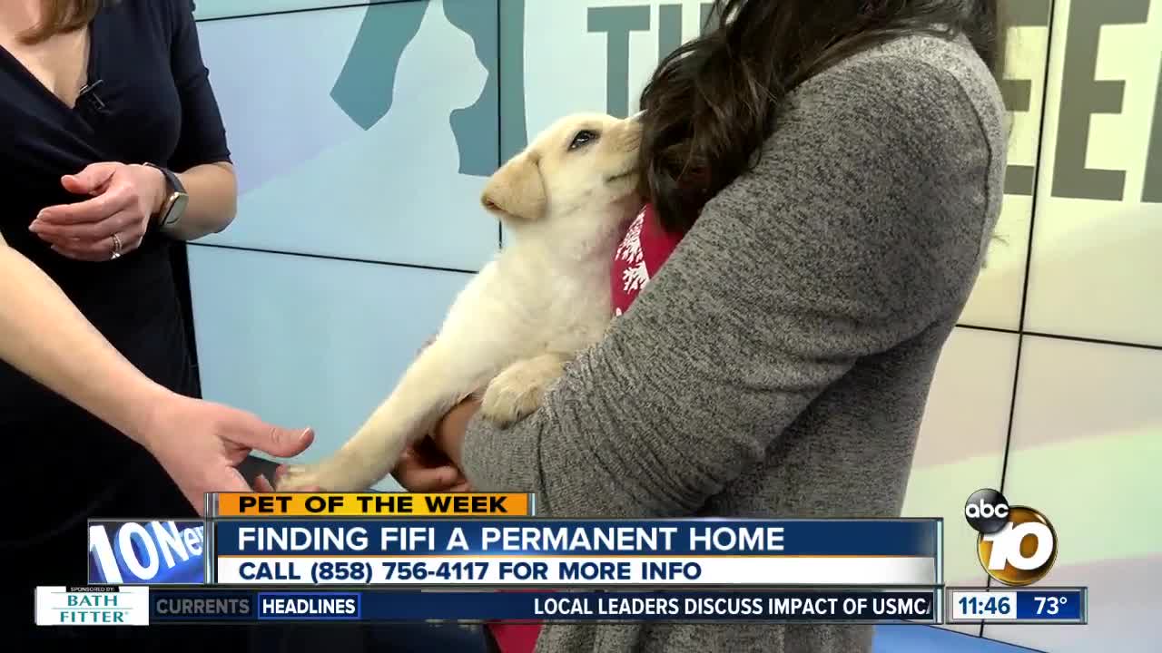 Pet of the Week: Fifi