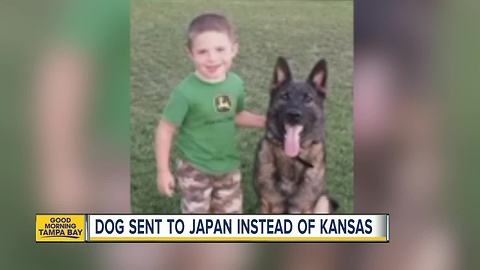 United Airlines mistakenly sends dog to Japan instead of Kansas City