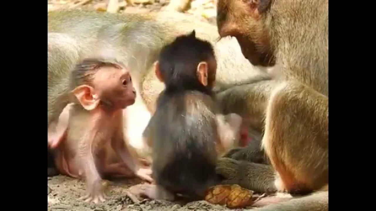 Feeding Milk Big Fat Jinx Get Mum Milk Like Baby Jasper