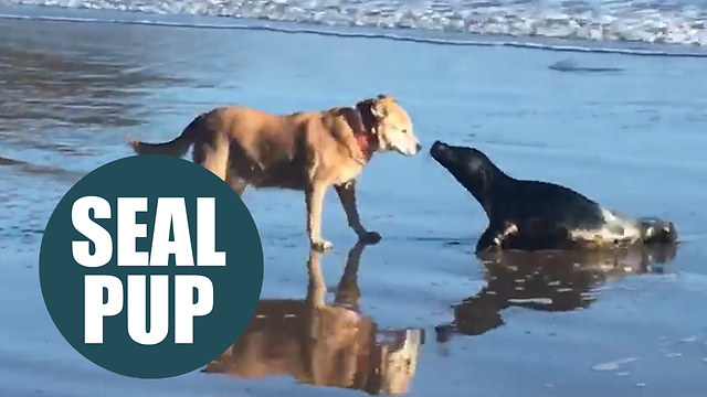 Seal emerged from the sea to share a kiss with a canine