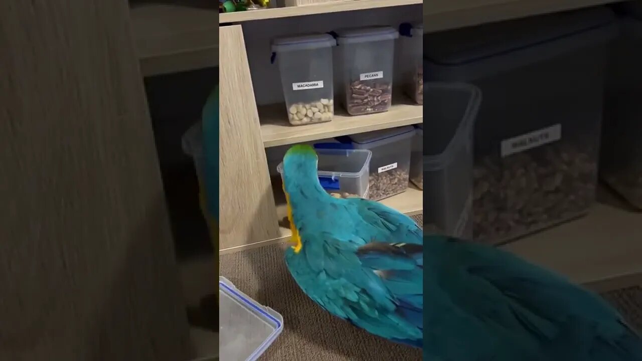 Parrot searching food #ytshorts #shorts #PetpupFun