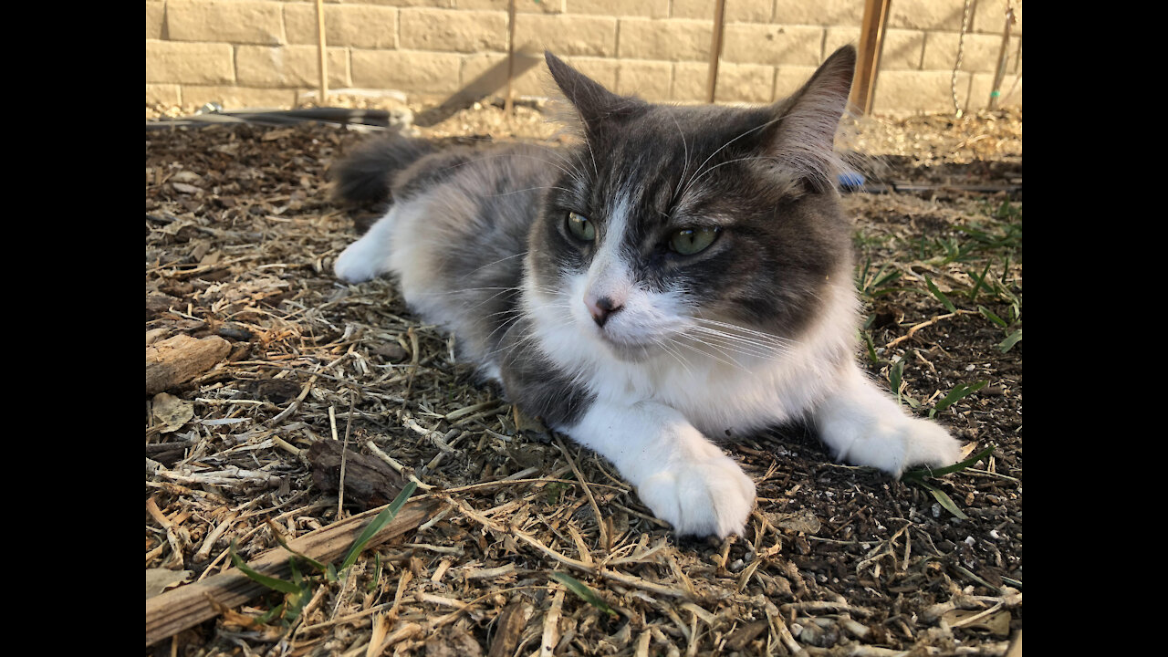 Cat trying to catch the chickens