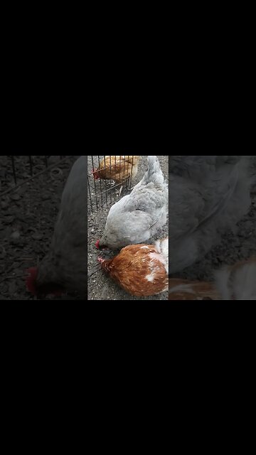 A Little Laugh At The End #chickens #chickenlife #homesteading #homestead