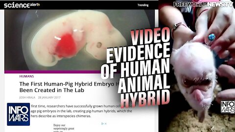 See the Video Evidence of Human Animal Hybrid Chimeras