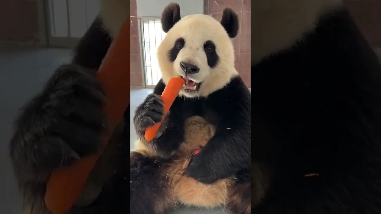 Panda's Carrot Feasting