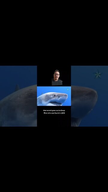 Great White Sharks are way bigger than you think