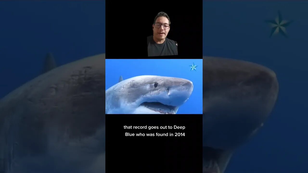 Great White Sharks are way bigger than you think